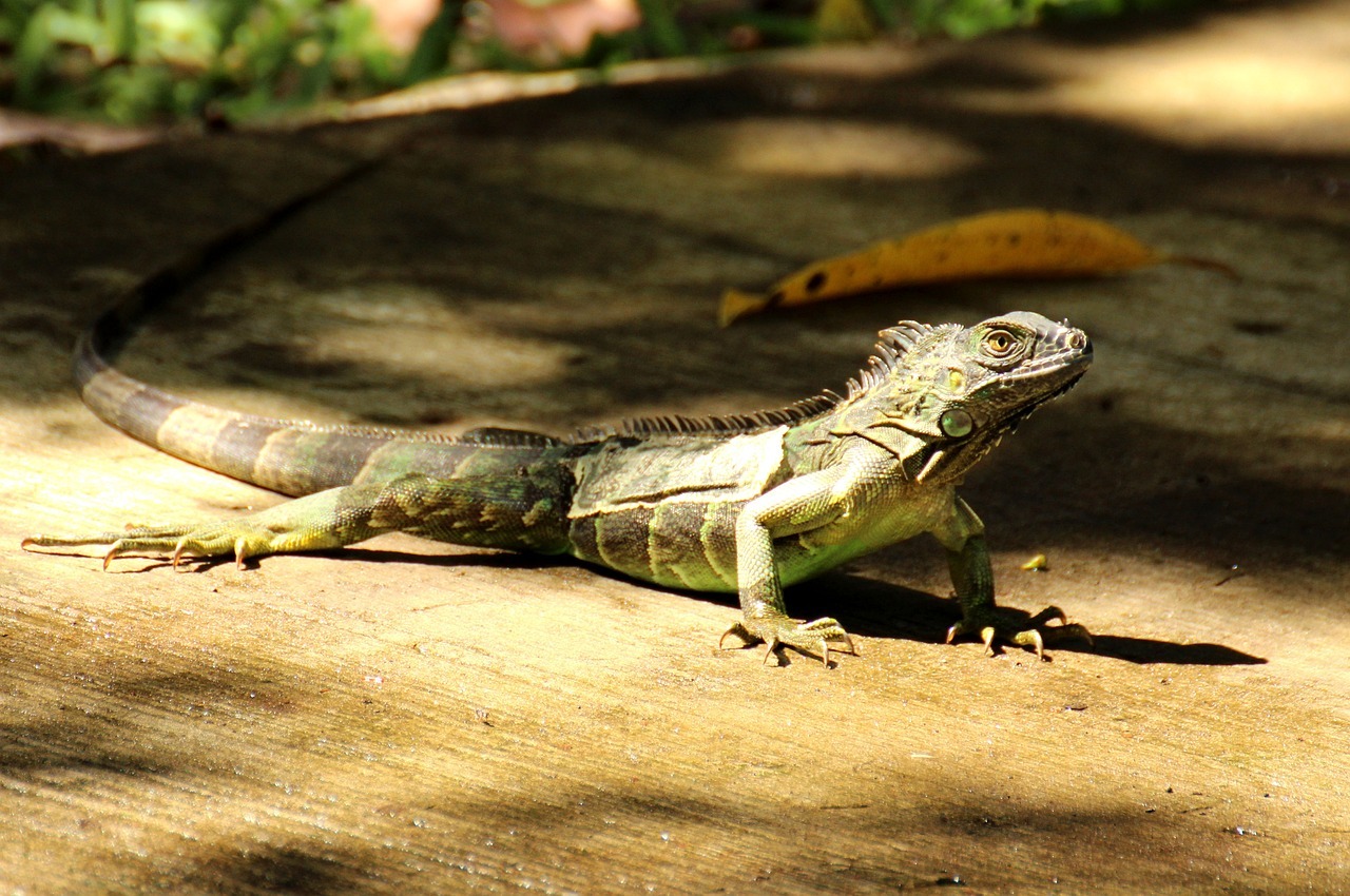 costa rica, tropics, central america-1972556.jpg